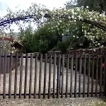 Ninho Da Avo Selvagem Montalegre